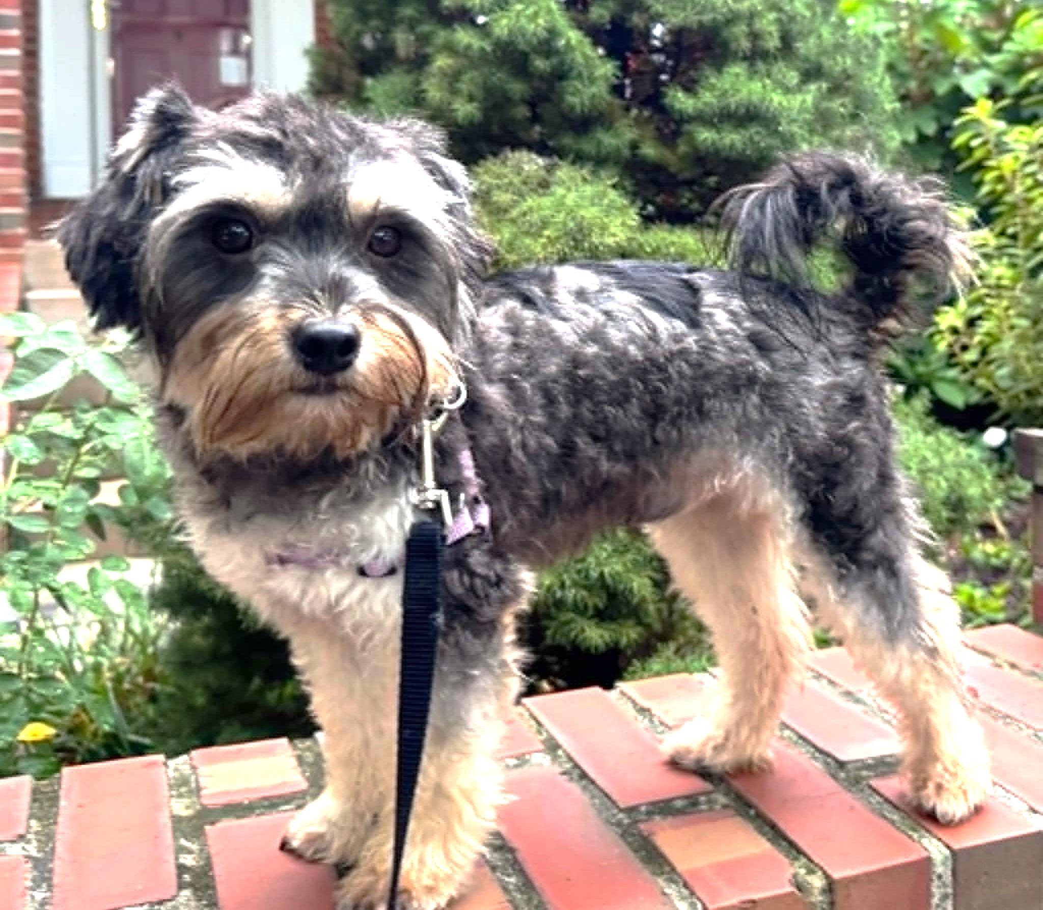 Enlarge Max the Mighty Muppet, a ADOPTABLE mixed breed in Reston, VA image 4/6