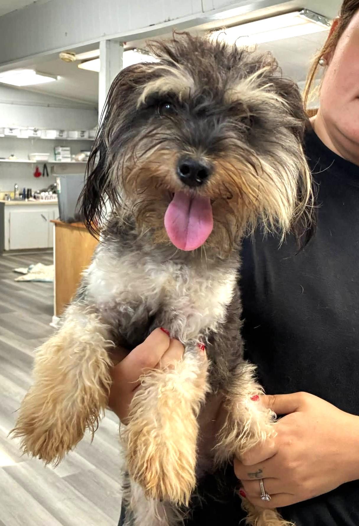 Enlarge Max the Mighty Muppet, a ADOPTABLE mixed breed in Reston, VA image 6/6