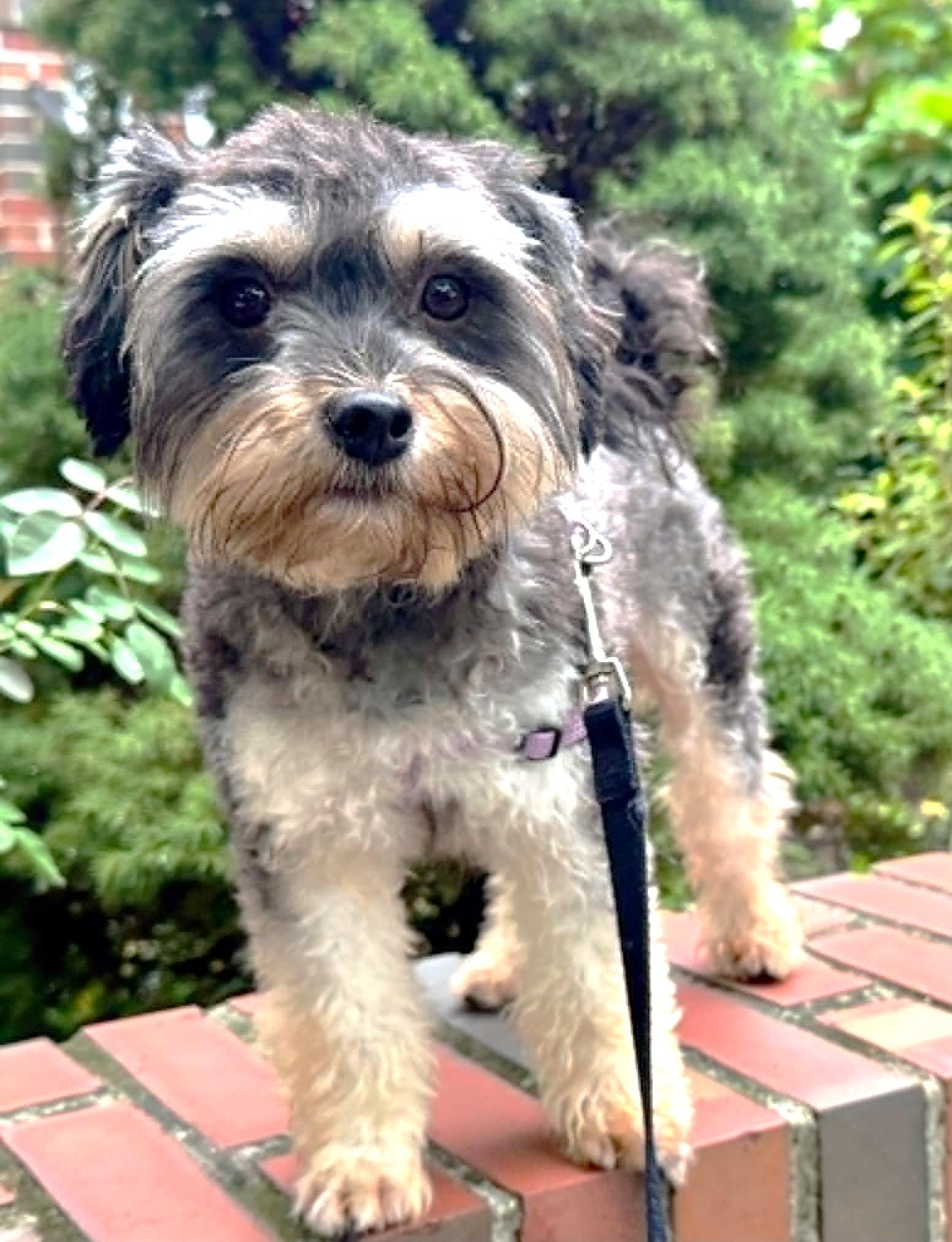 Enlarge Max the Mighty Muppet, a ADOPTABLE mixed breed in Reston, VA image 2/6