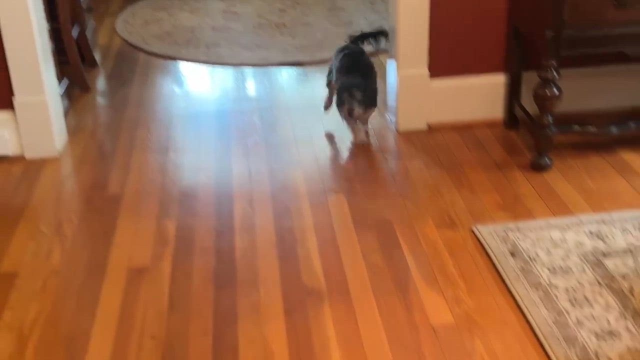 Enlarge Max the Mighty Muppet, a ADOPTABLE mixed breed in Reston, VA video 3/6