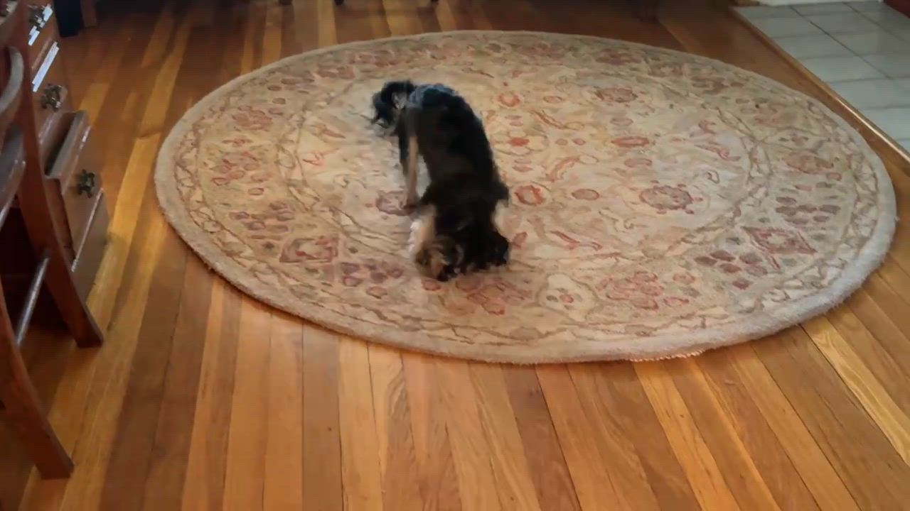 Enlarge Max the Mighty Muppet, a ADOPTABLE mixed breed in Reston, VA video 5/6