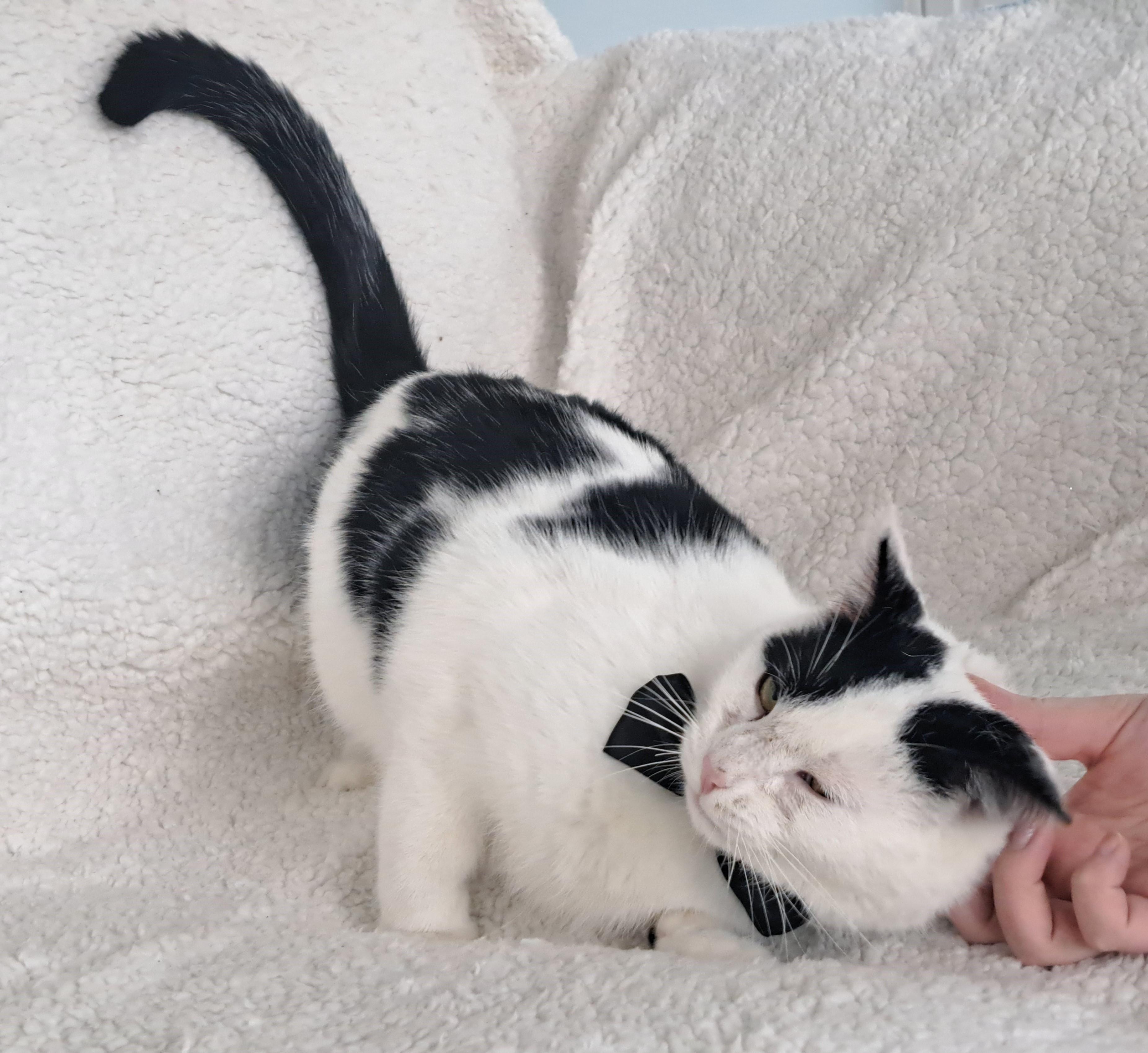 Enlarge Stanley, a Adopted Domestic Short Hair in Columbus , OH image 5/6