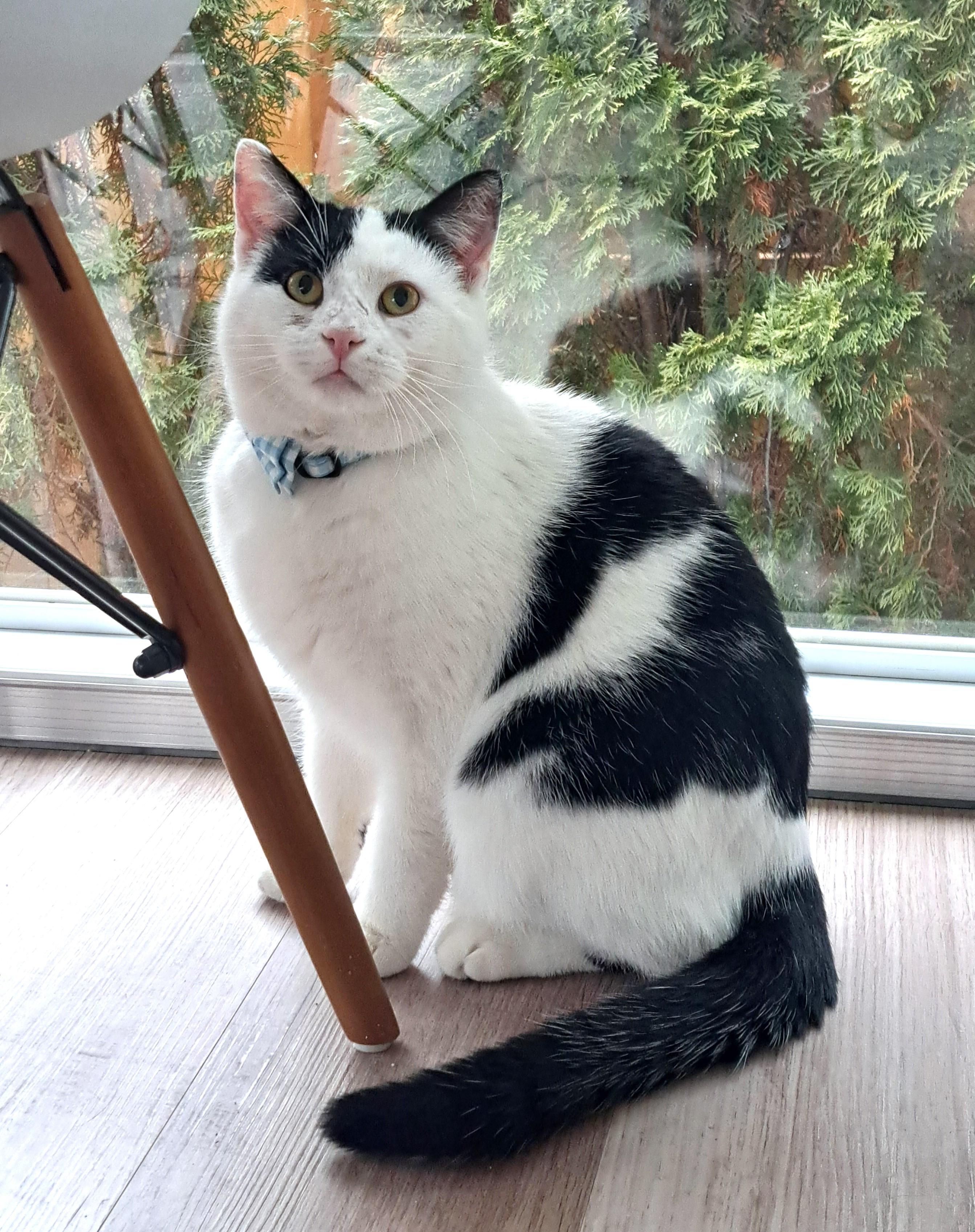 Enlarge Stanley, a Adopted Domestic Short Hair in Columbus , OH image 3/6