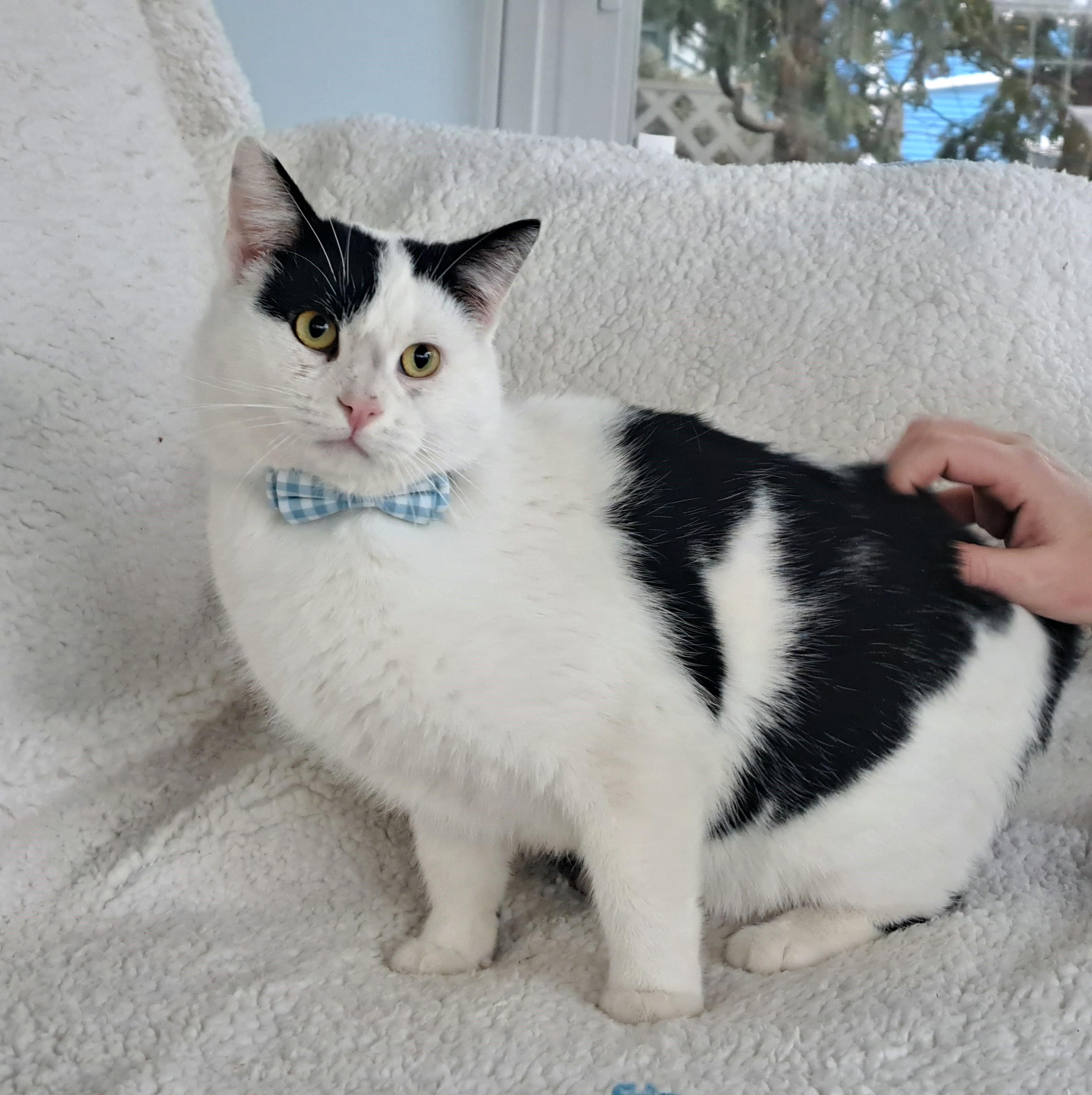 Enlarge Stanley, a Adopted Domestic Short Hair in Columbus , OH image 6/6