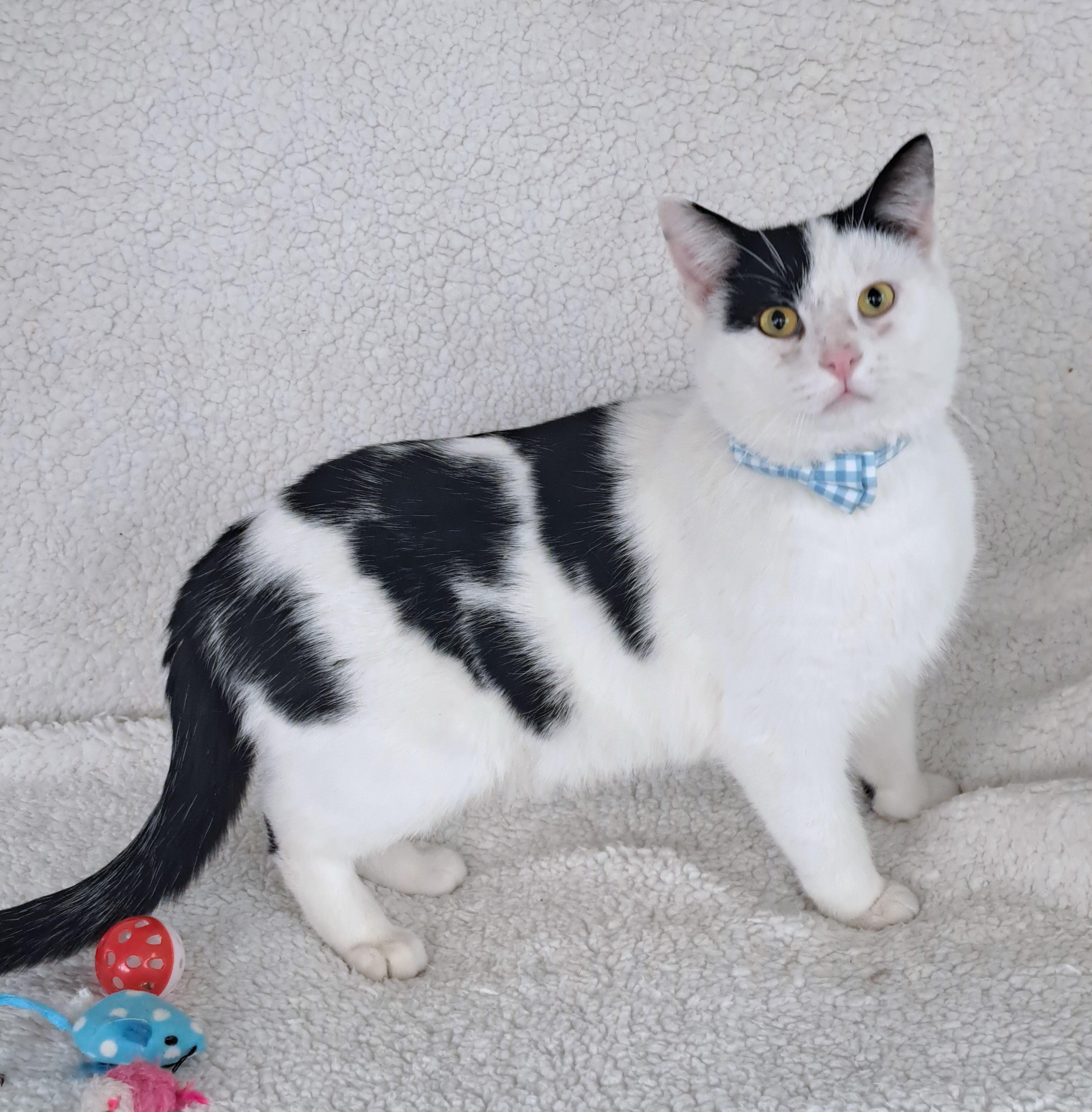 Enlarge Stanley, a Adopted Domestic Short Hair in Columbus , OH image 2/6