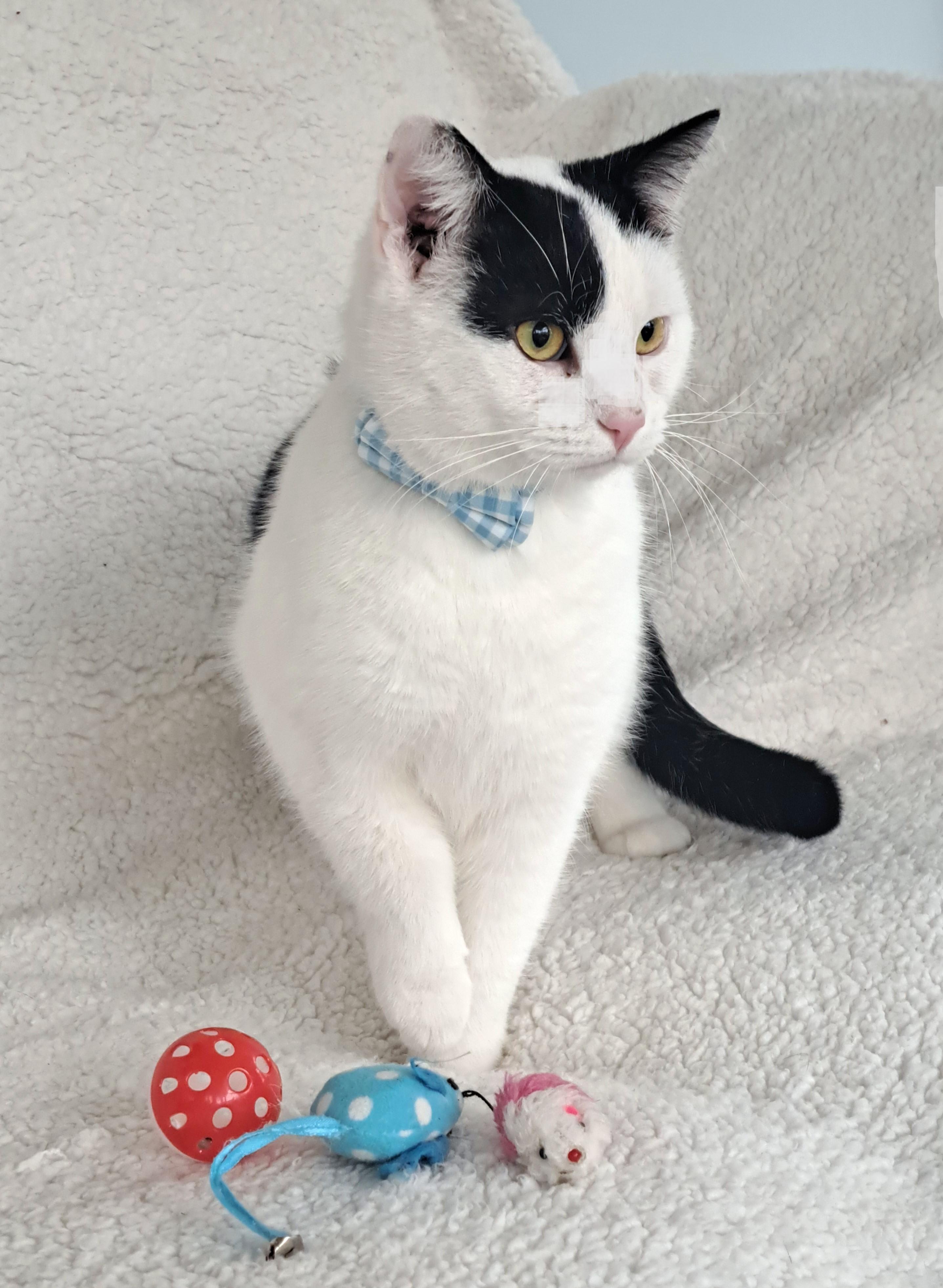 Enlarge Stanley, a Adopted Domestic Short Hair in Columbus , OH image 4/6