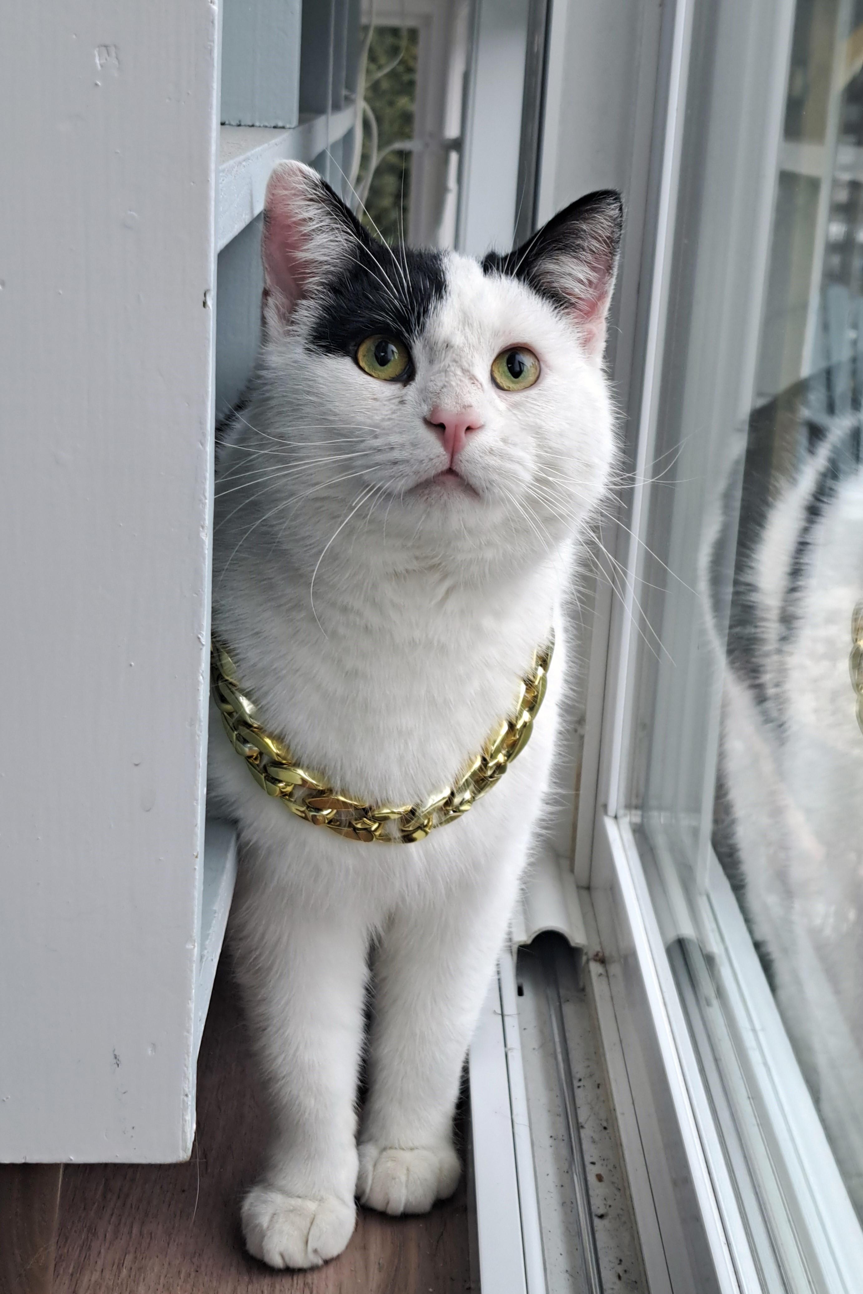 Enlarge Stanley, a Adopted Domestic Short Hair in Columbus , OH image 1/6