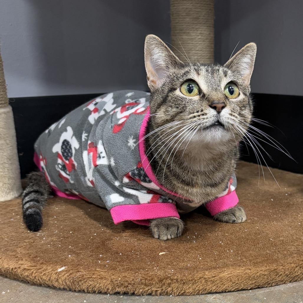 Enlarge Patti, a Adoptable Domestic Short Hair in Cabot, AR image 1/3