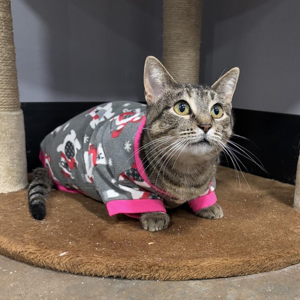 Enlarge Patti, a Adoptable Domestic Short Hair in Cabot, AR image 2/3