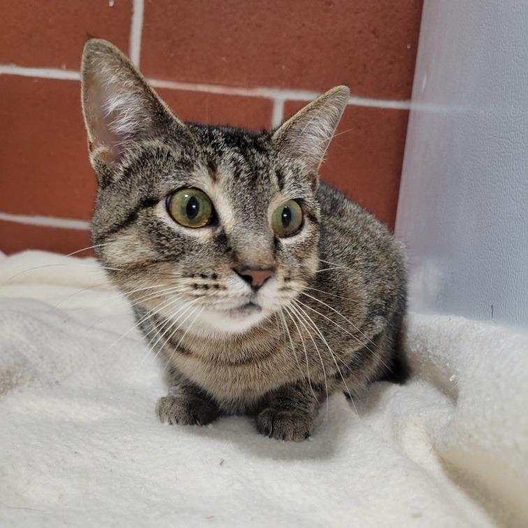 Enlarge Patti, a Adoptable Domestic Short Hair in Cabot, AR image 3/3