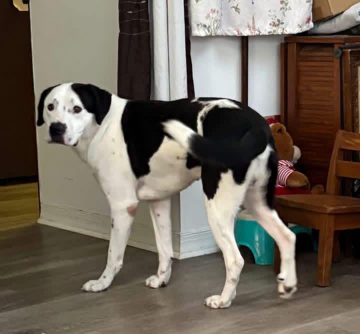 Enlarge Jasper , a ADOPTABLE Great Dane in Woodbury, NJ image 1/1