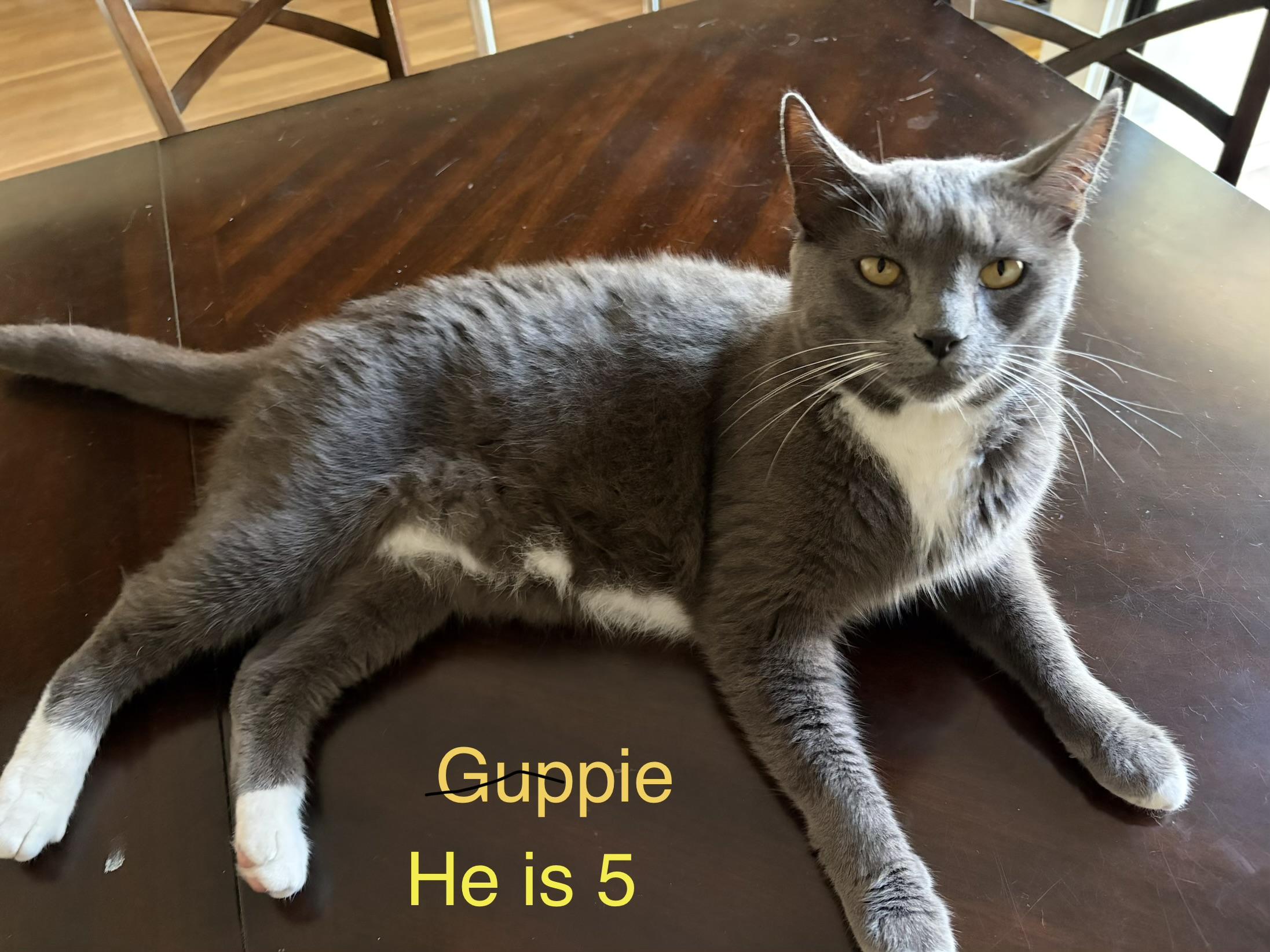 Guppie, ADOPTABLE, Young Male Domestic Short Hair.