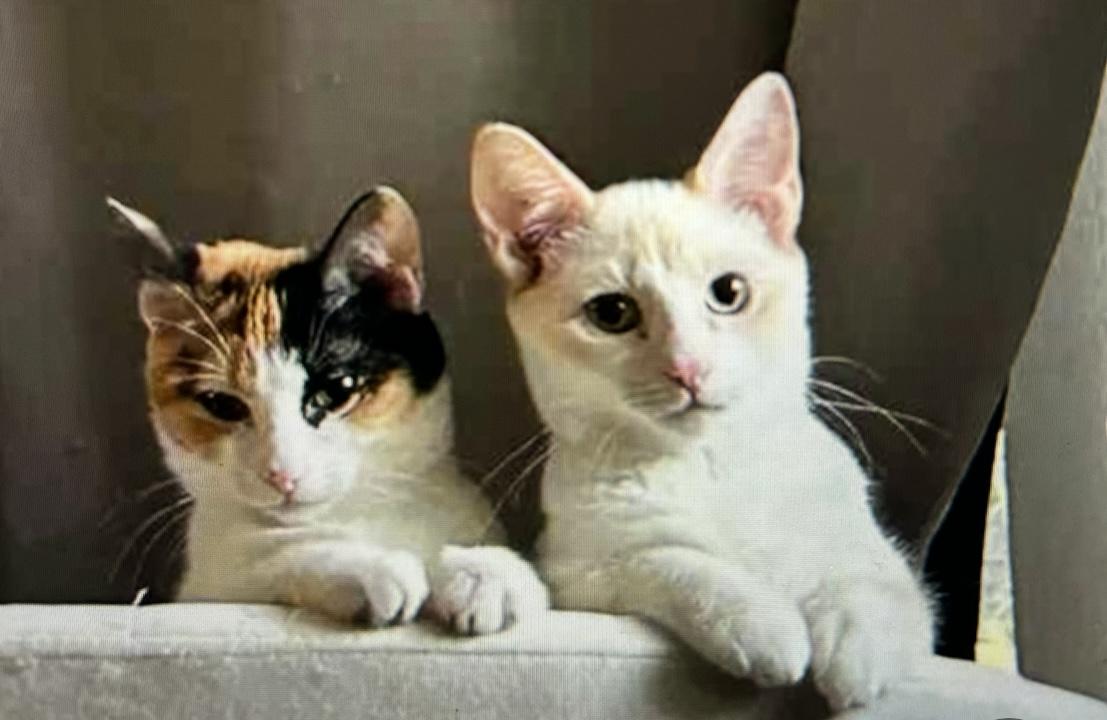 Enlarge Dutchess, an adopted mixed breed in Marble Falls, TX image 2/5