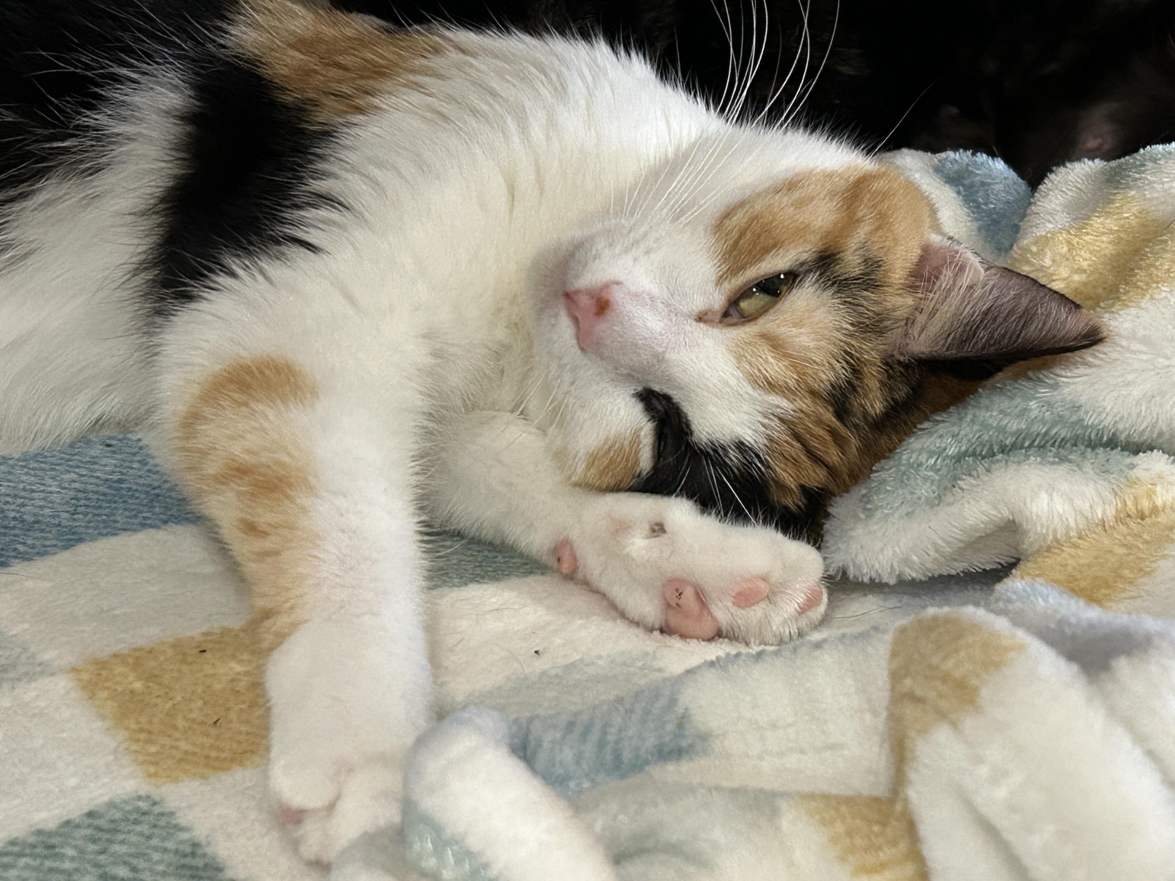 Enlarge Dutchess, an adopted mixed breed in Marble Falls, TX image 3/5