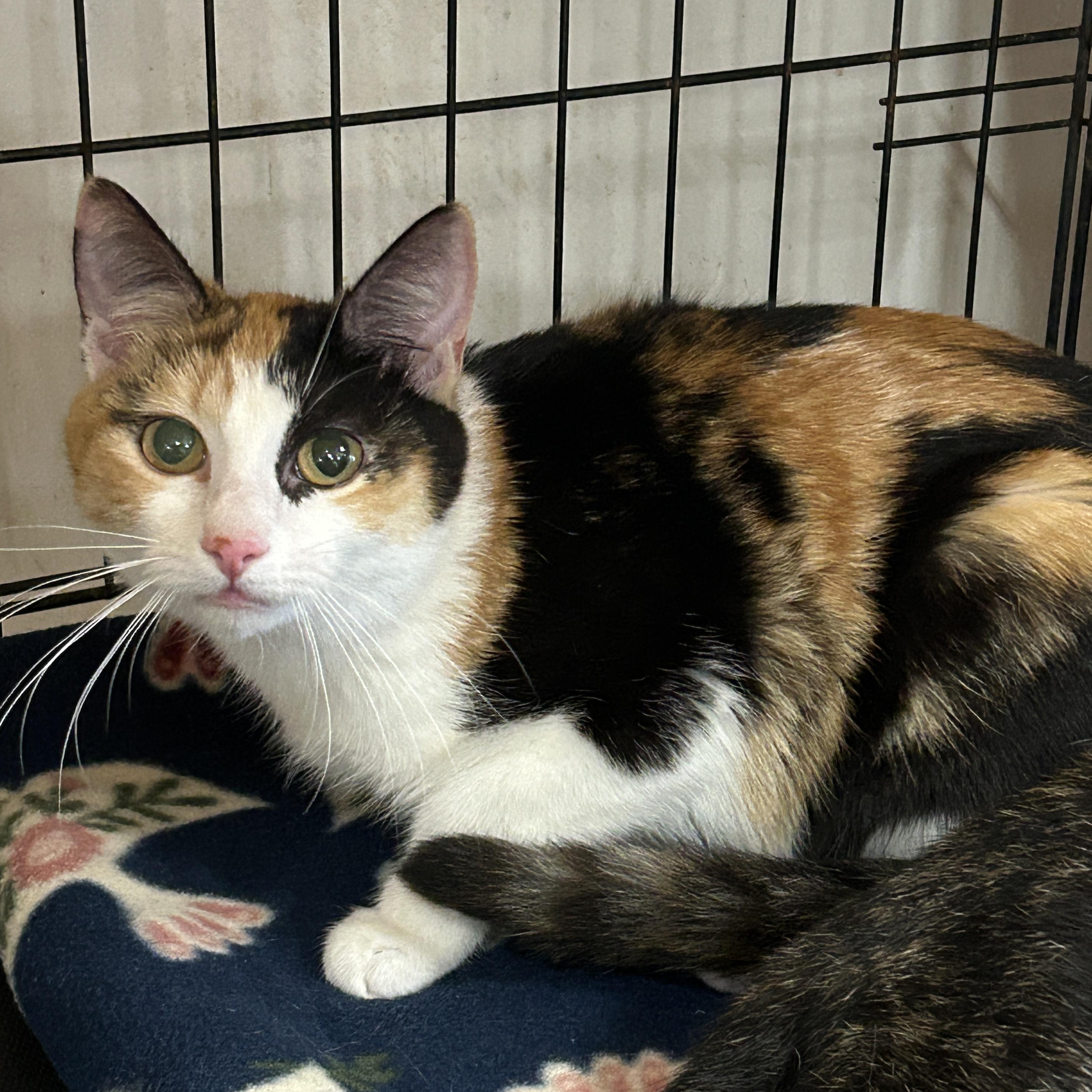 Enlarge Dutchess, an adopted mixed breed in Marble Falls, TX image 4/5