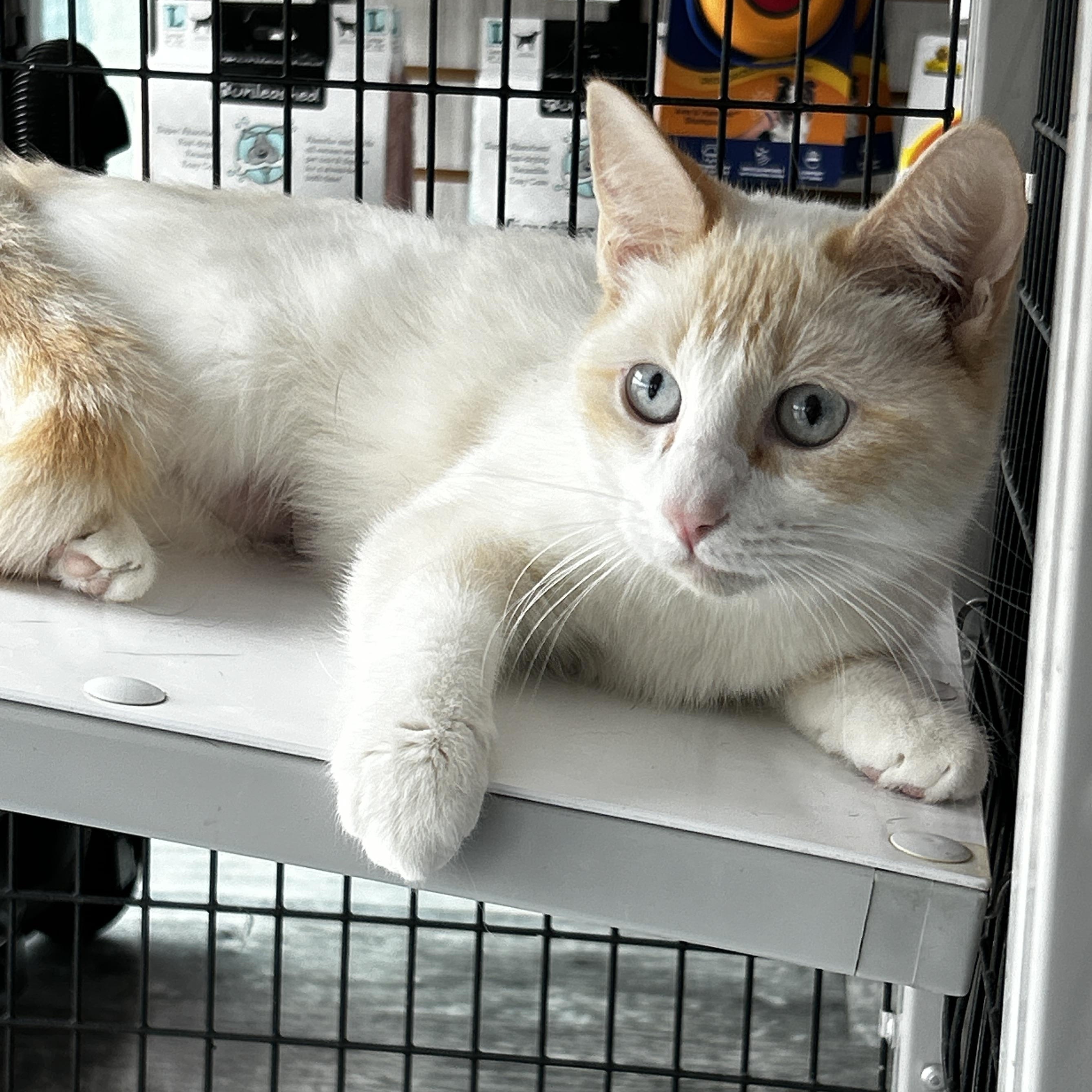 Dutchess, adopted, Young Female Siamese & Snowshoe.