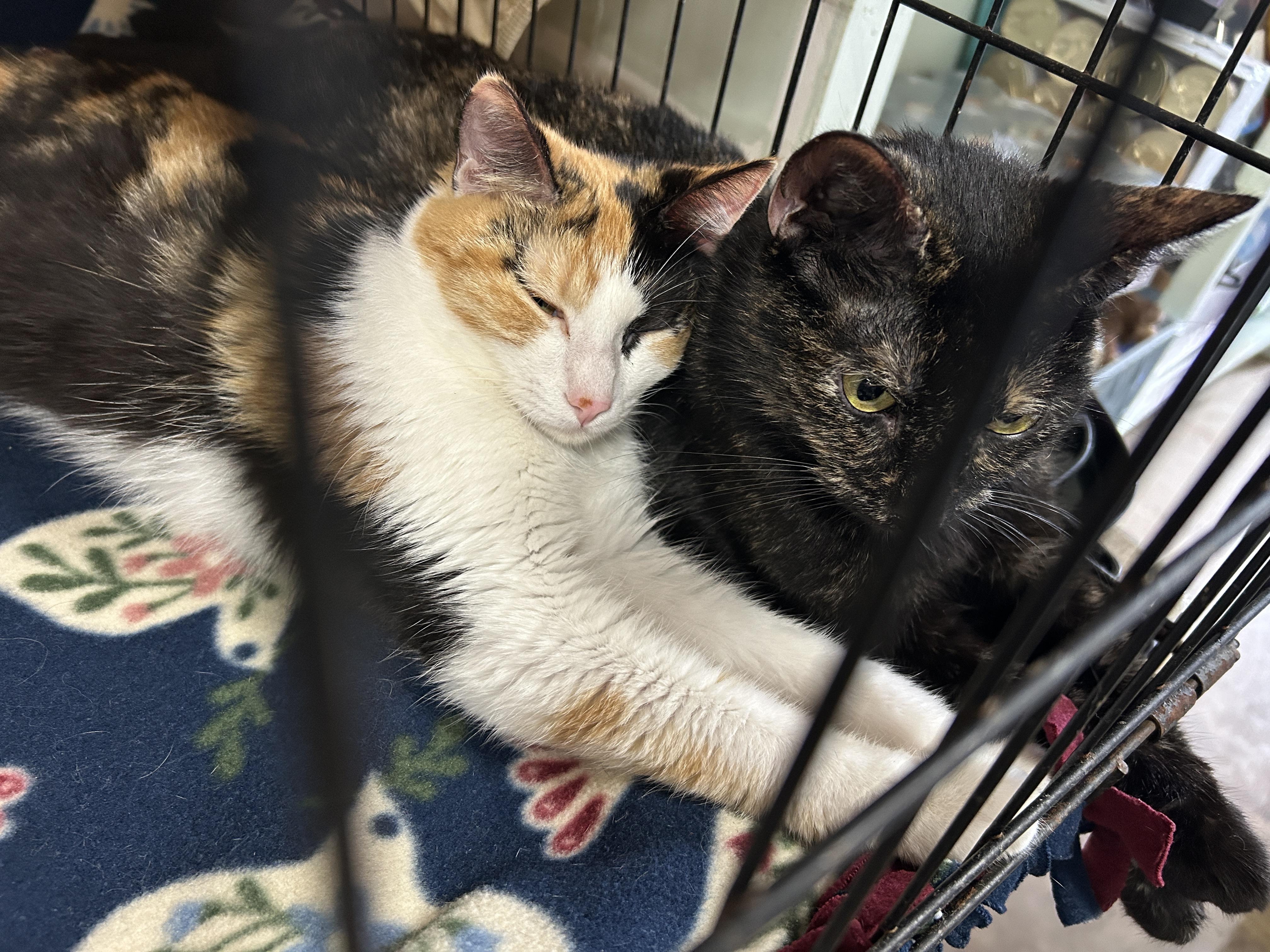 Enlarge Dutchess, an adopted mixed breed in Marble Falls, TX image 5/5