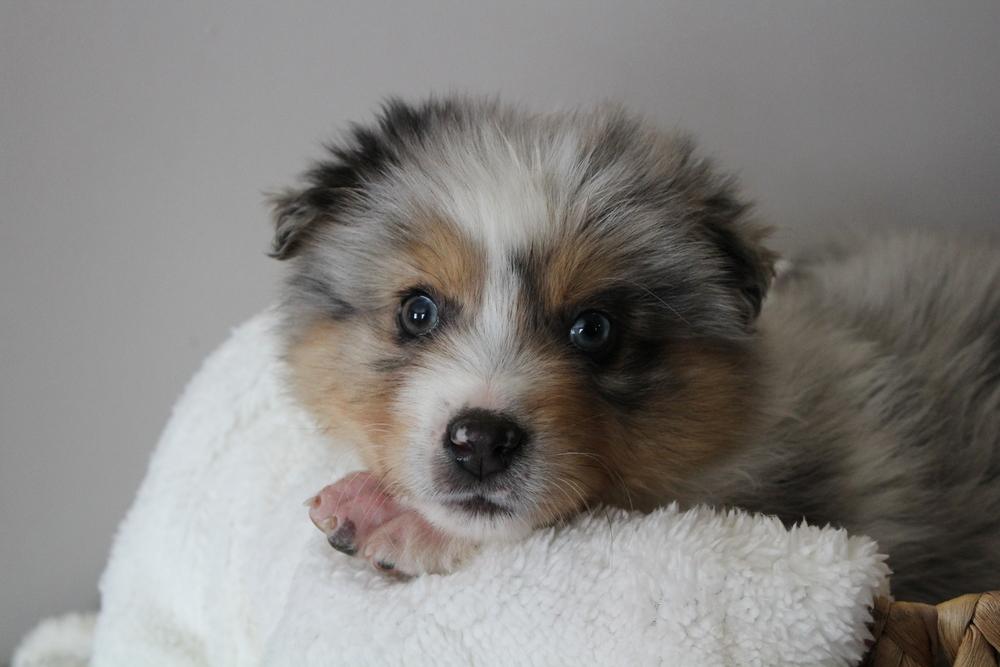 1008 Bagel, Adoptable, Puppy Male Australian Shepherd.