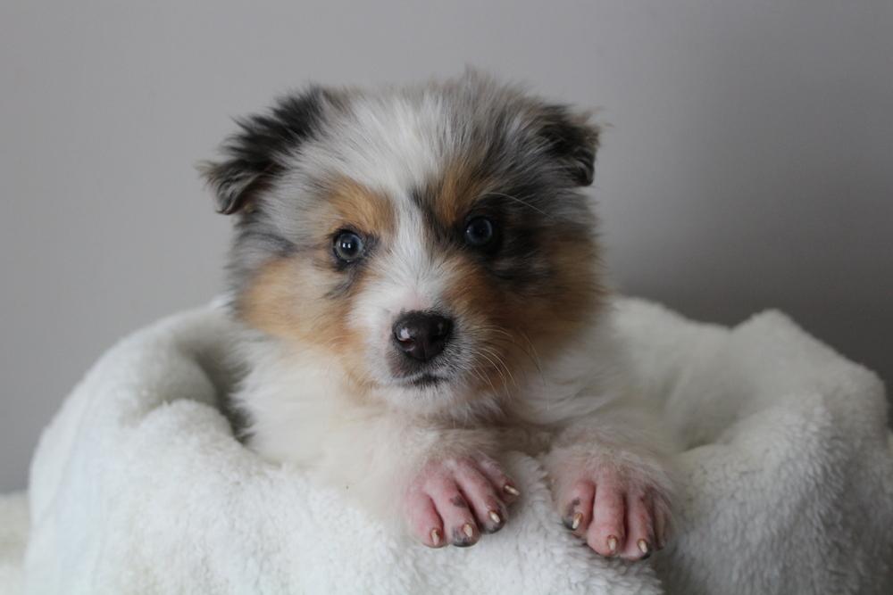 Enlarge 1008 Bagel, a Adoptable mixed breed in Salem, WI image 2/6