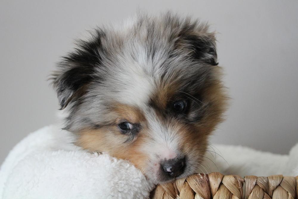 Enlarge 1008 Bagel, a Adoptable mixed breed in Salem, WI image 3/6