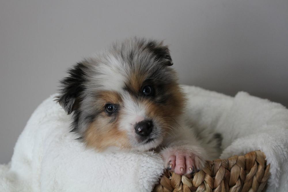 Enlarge 1008 Bagel, a Adoptable mixed breed in Salem, WI image 4/6