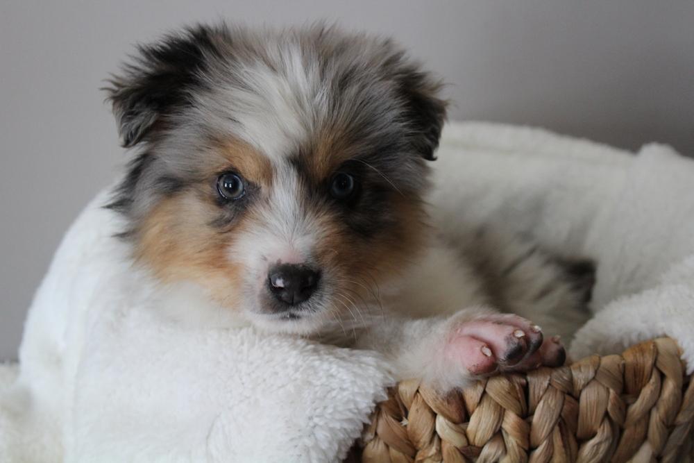 Enlarge 1008 Bagel, a Adoptable mixed breed in Salem, WI image 5/6