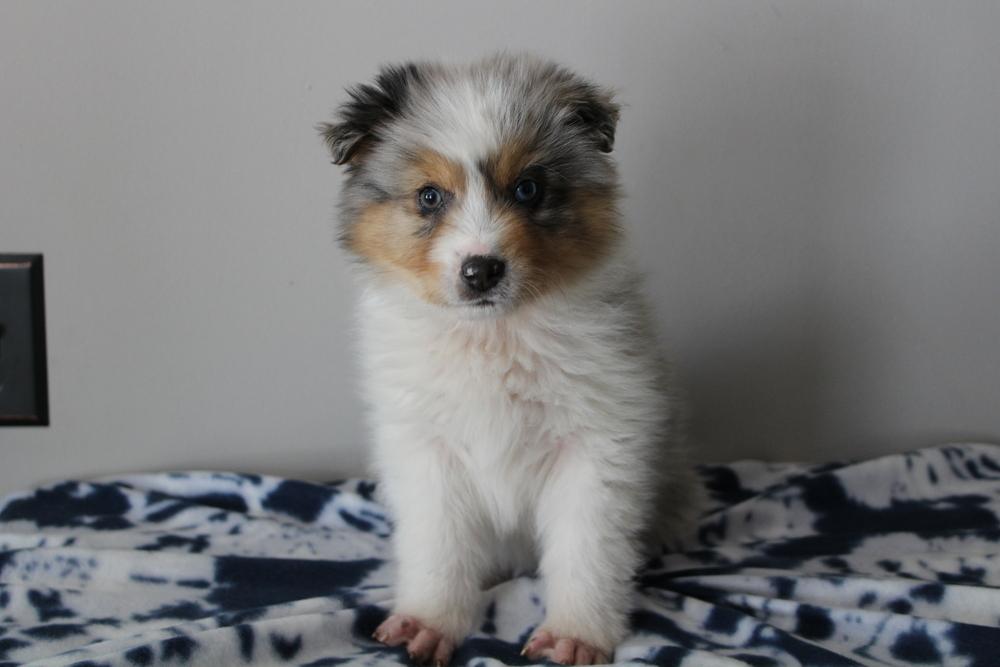 Enlarge 1008 Bagel, a Adoptable mixed breed in Salem, WI image 6/6