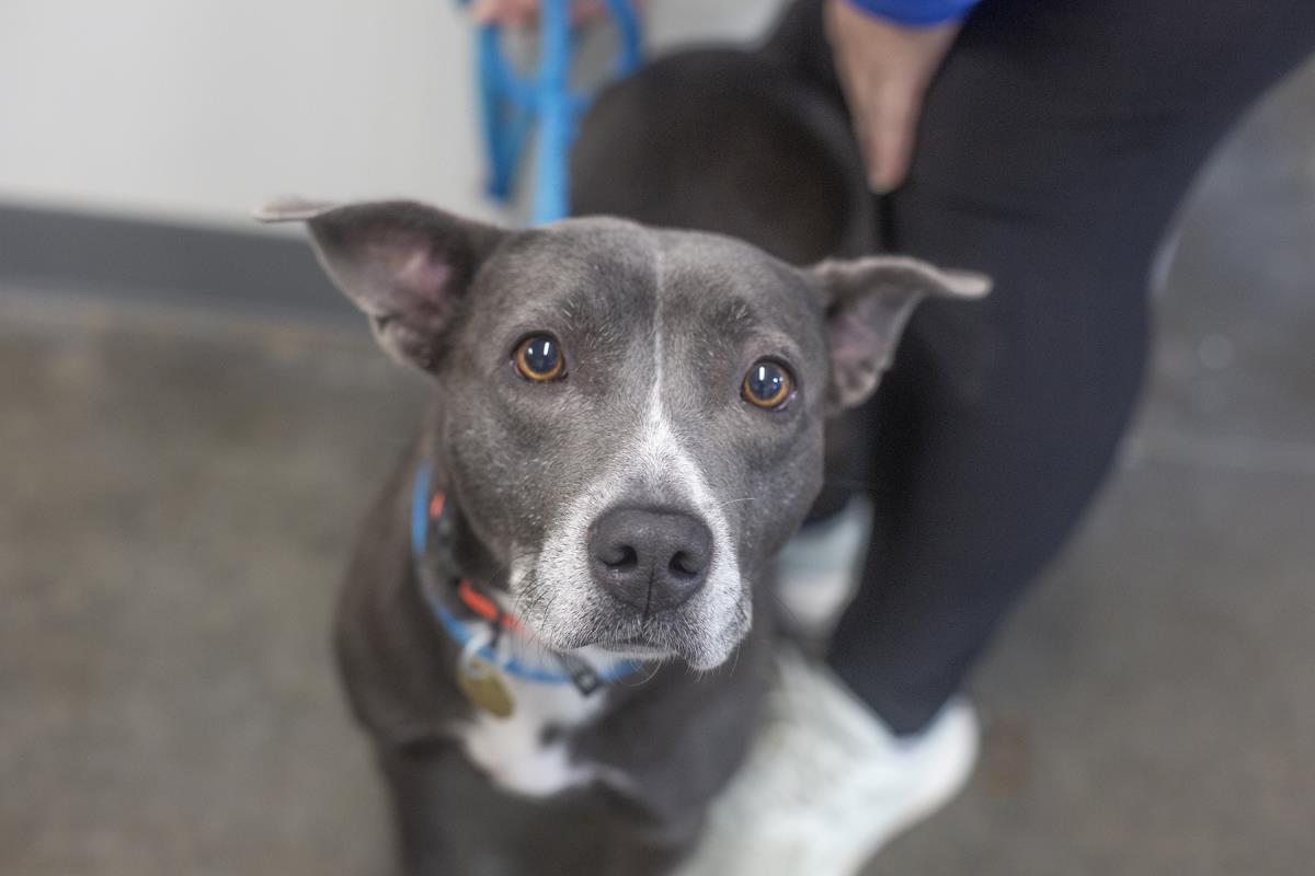 Elvira, Adoptable, Adult Female Pit Bull Terrier.