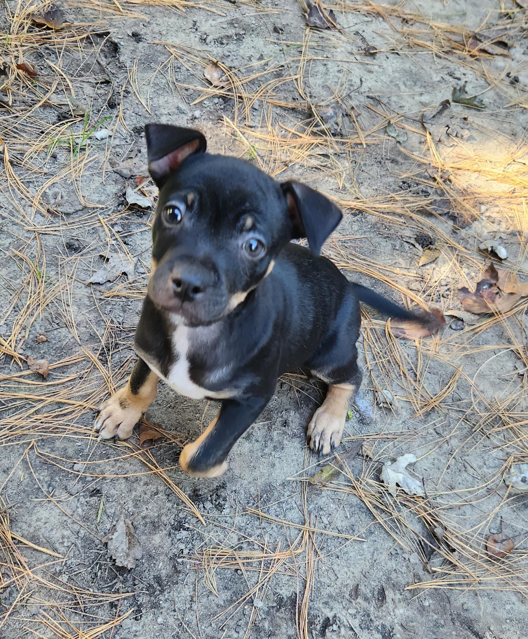 Enlarge NuNu, a Adoptable mixed breed in Liberty Center, OH image 1/6