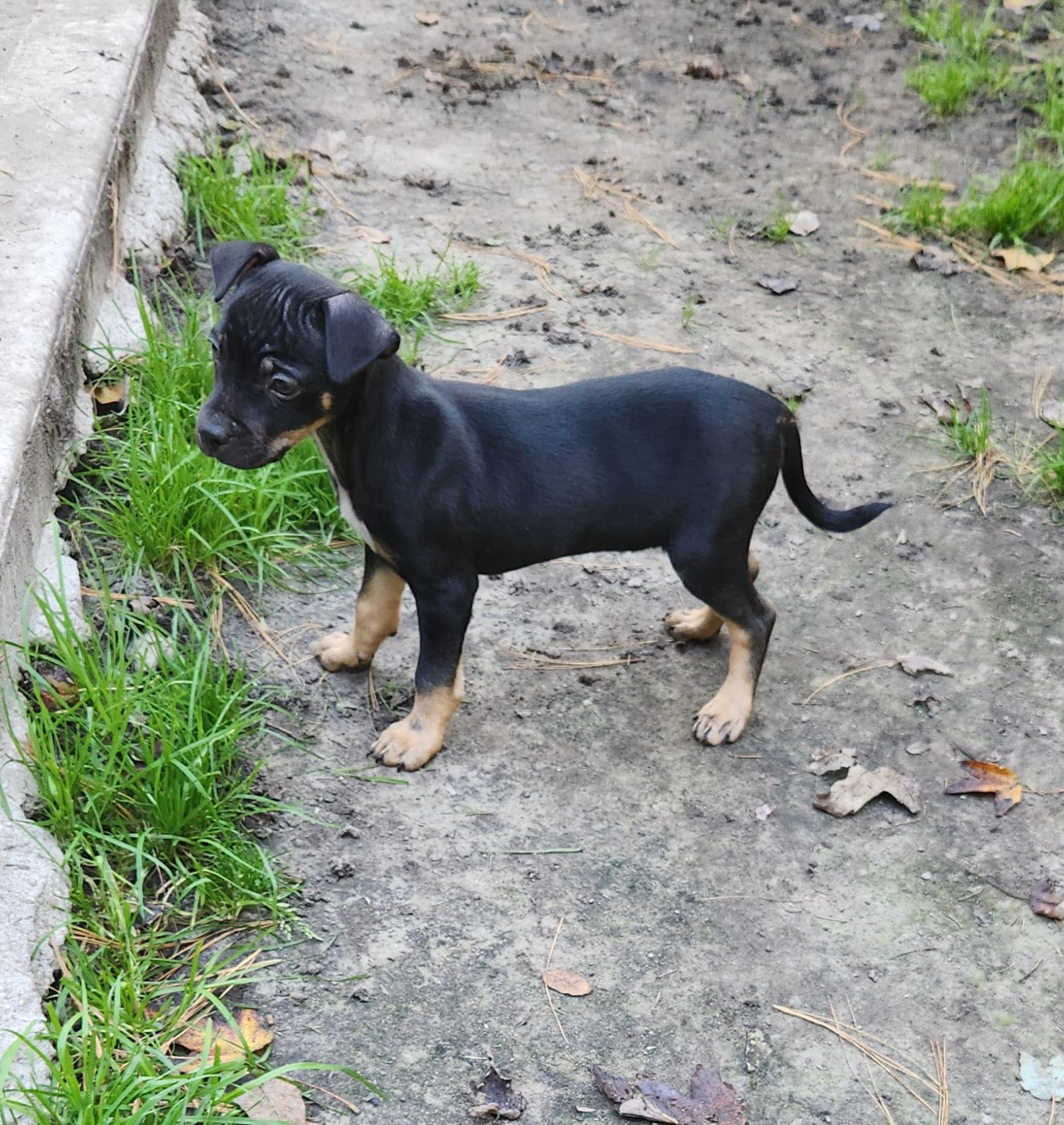 Enlarge NuNu, a Adoptable mixed breed in Liberty Center, OH image 6/6