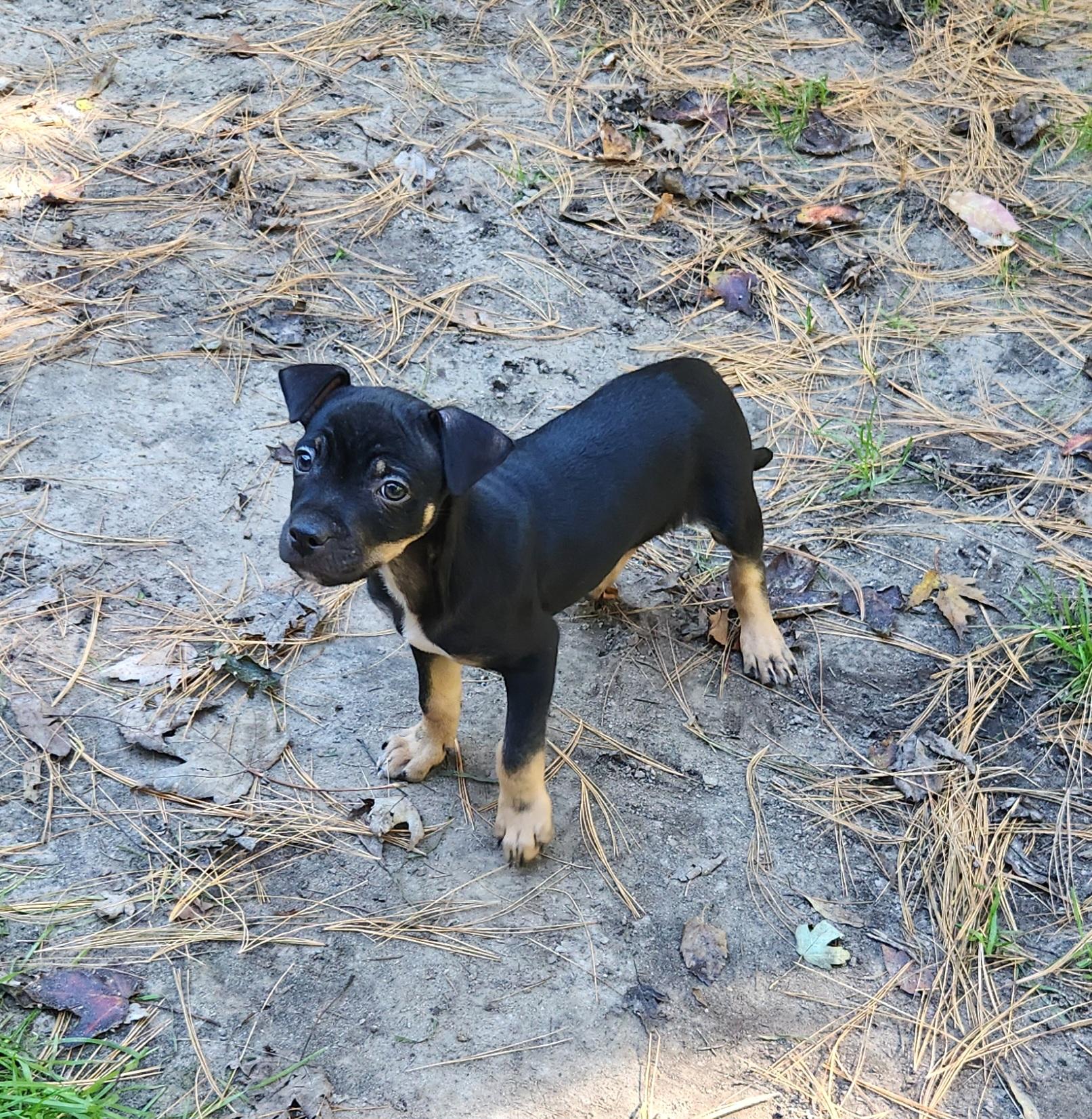 Enlarge NuNu, a Adoptable mixed breed in Liberty Center, OH image 4/6