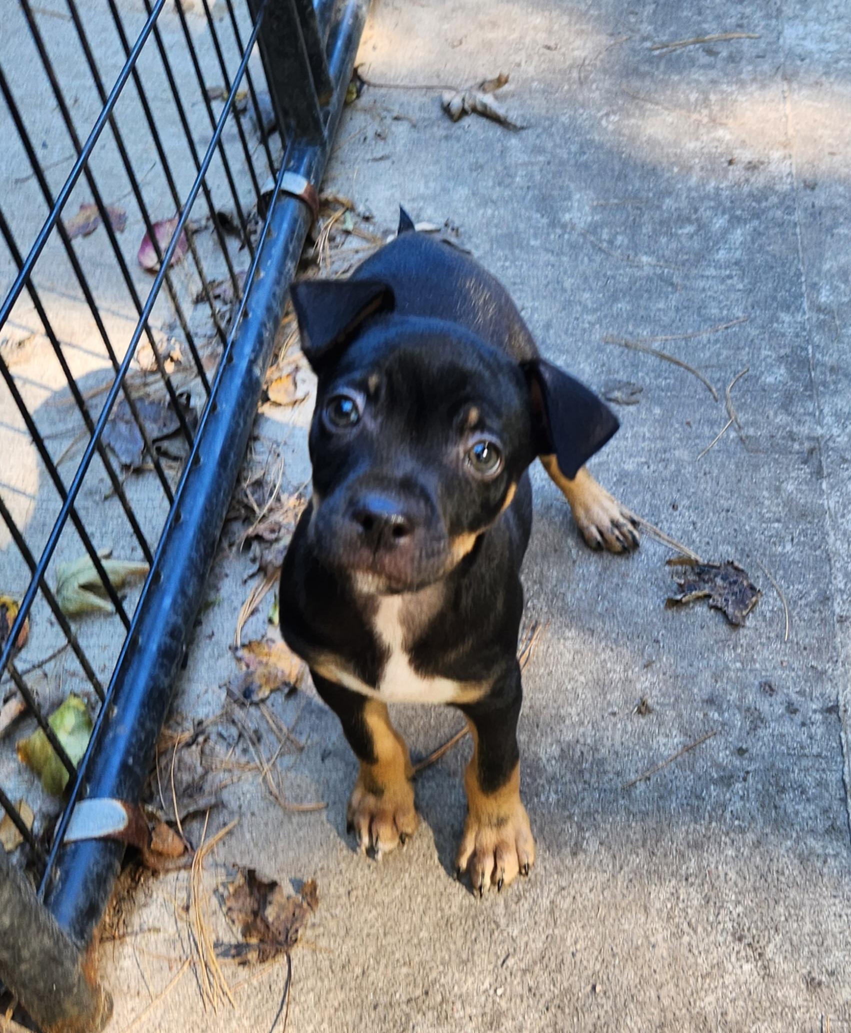 Enlarge NuNu, a Adoptable mixed breed in Liberty Center, OH image 2/6