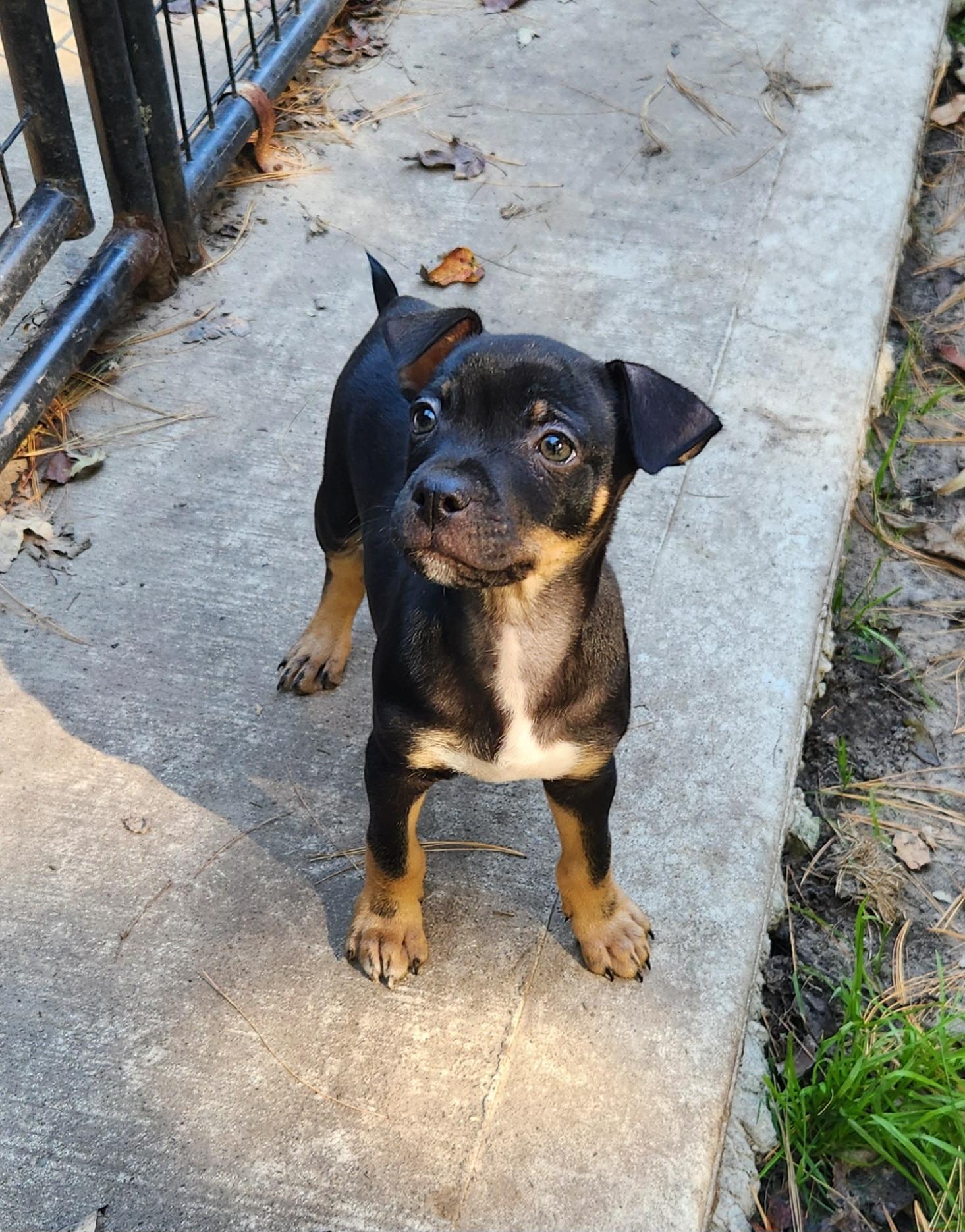 Enlarge NuNu, a Adoptable mixed breed in Liberty Center, OH image 3/6