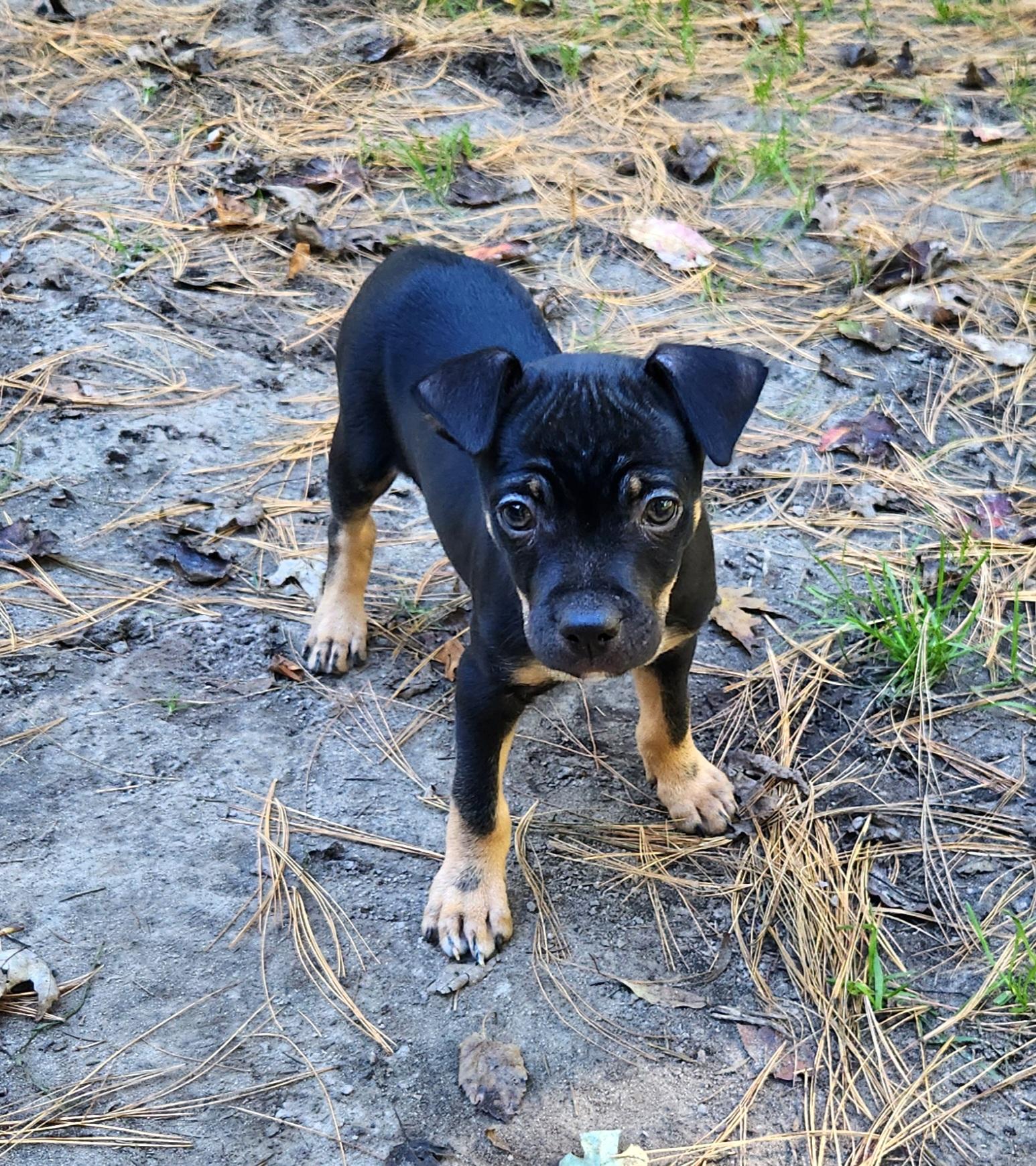 Enlarge NuNu, a Adoptable mixed breed in Liberty Center, OH image 5/6