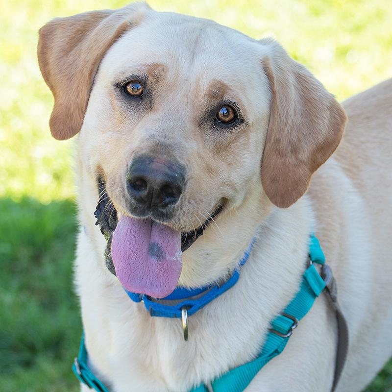 Cooper, ADOPTABLE, Adult Male Yellow Labrador Retriever.
