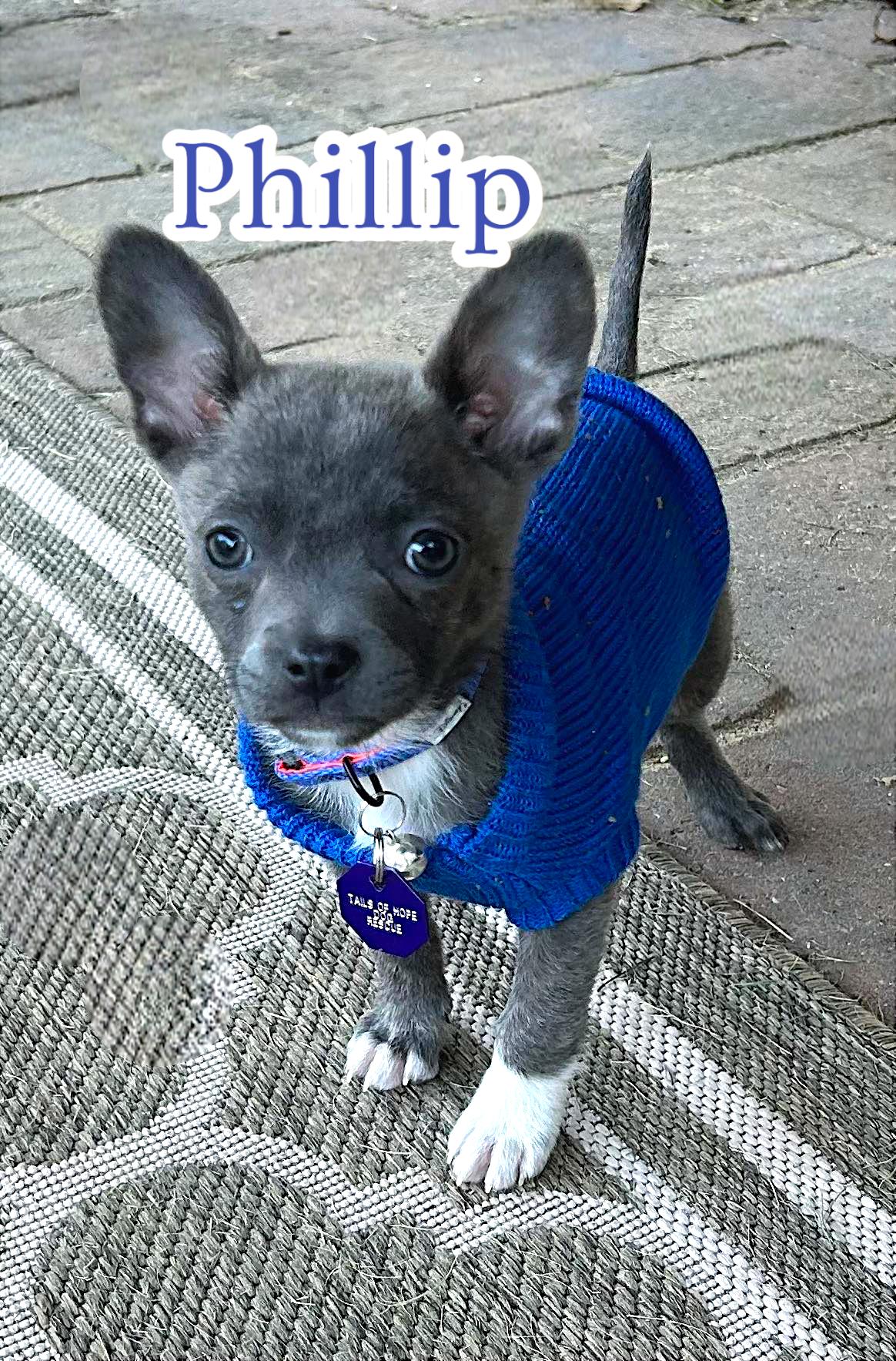 Phillip, Adopted, Puppy Male French Bulldog & Pomeranian.