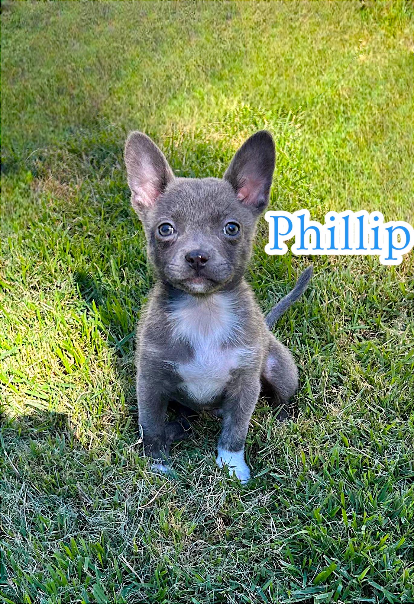 Enlarge Phillip, a Adopted mixed breed in Memphis, TN image 2/2