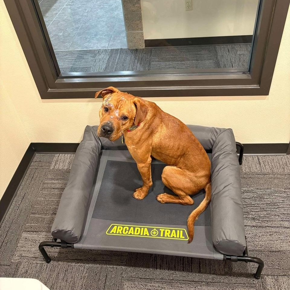 Enlarge Sal, an adopted mixed breed in Madrid, IA image 5/5