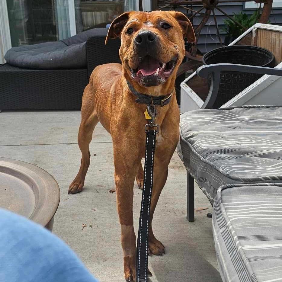 Enlarge Sal, an adopted mixed breed in Madrid, IA image 4/5