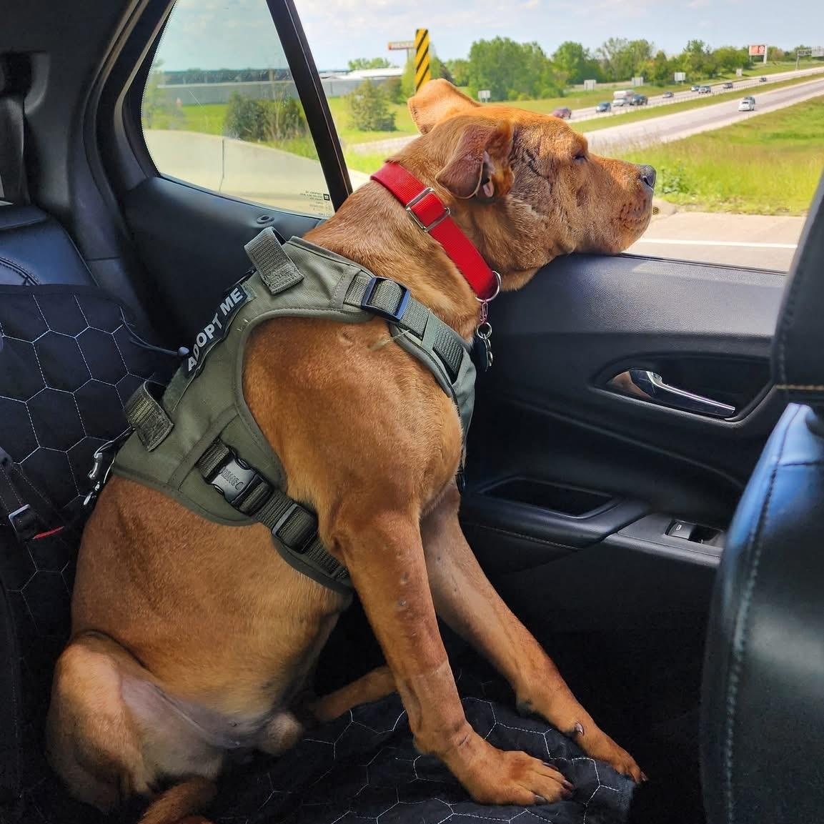 Enlarge Sal, an adopted mixed breed in Madrid, IA image 2/5