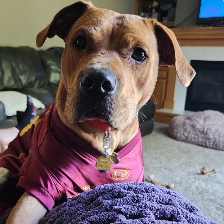 Enlarge Sal, an adopted mixed breed in Madrid, IA image 1/5