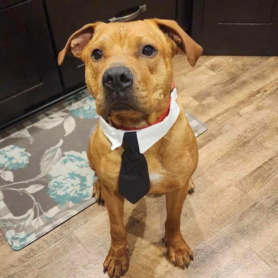 Enlarge Sal, an adopted mixed breed in Madrid, IA image 3/5