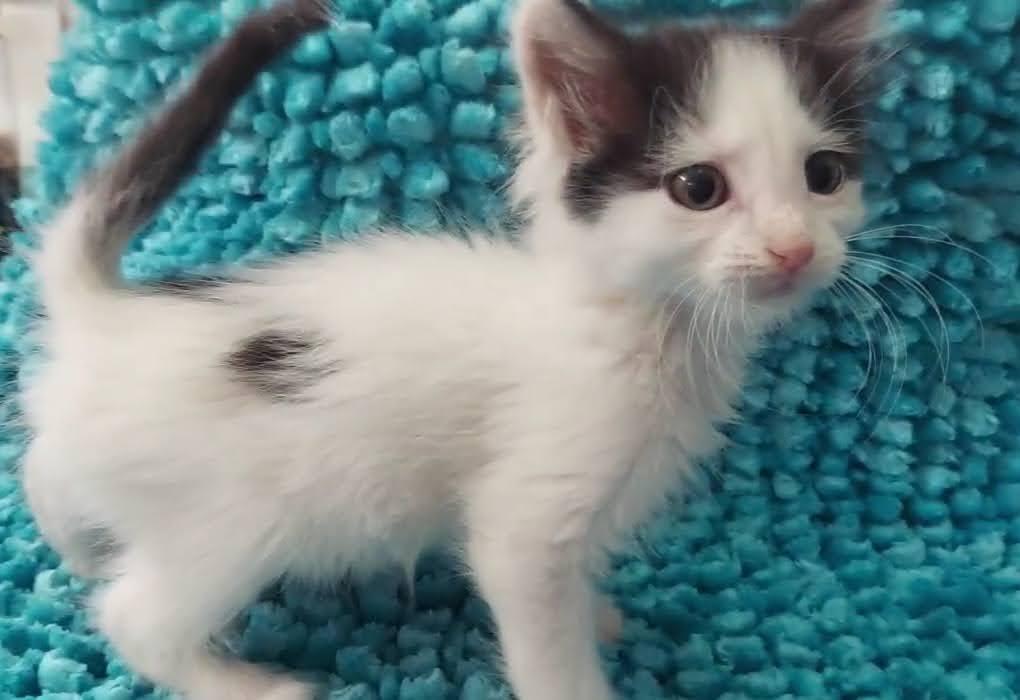 SnapDragon, Adoptable, Kitten Male Domestic Medium Hair.