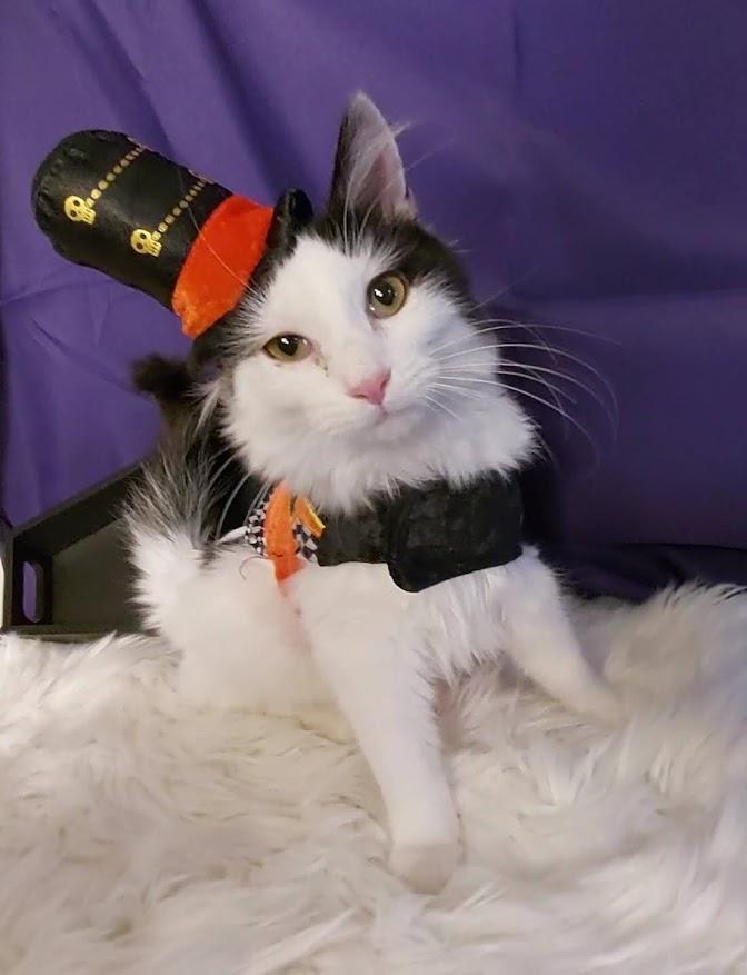 Enlarge SnapDragon, a Adoptable mixed breed in Salt Lake City, UT image 2/6