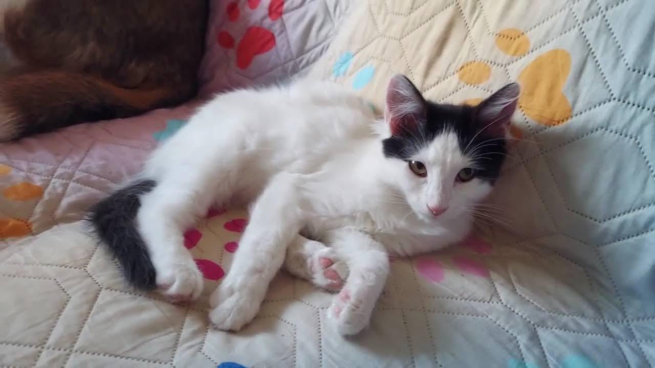 Enlarge SnapDragon, a Adoptable mixed breed in Salt Lake City, UT image 3/6