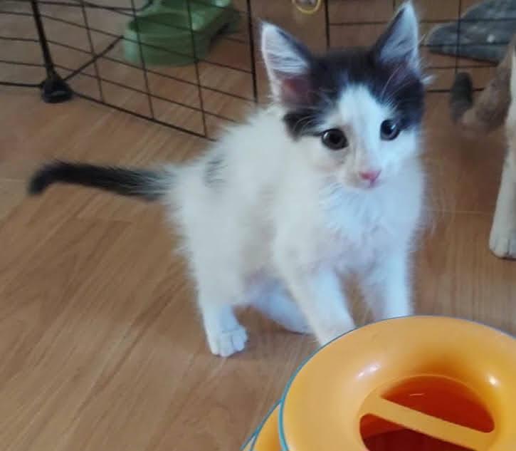 Enlarge SnapDragon, a Adoptable mixed breed in Salt Lake City, UT image 5/6