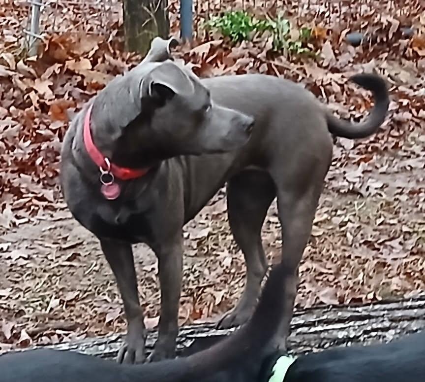 Dominique (Dresden #17)