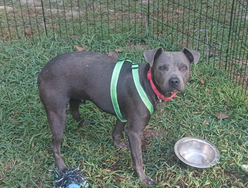 Dominique (Dresden #17)