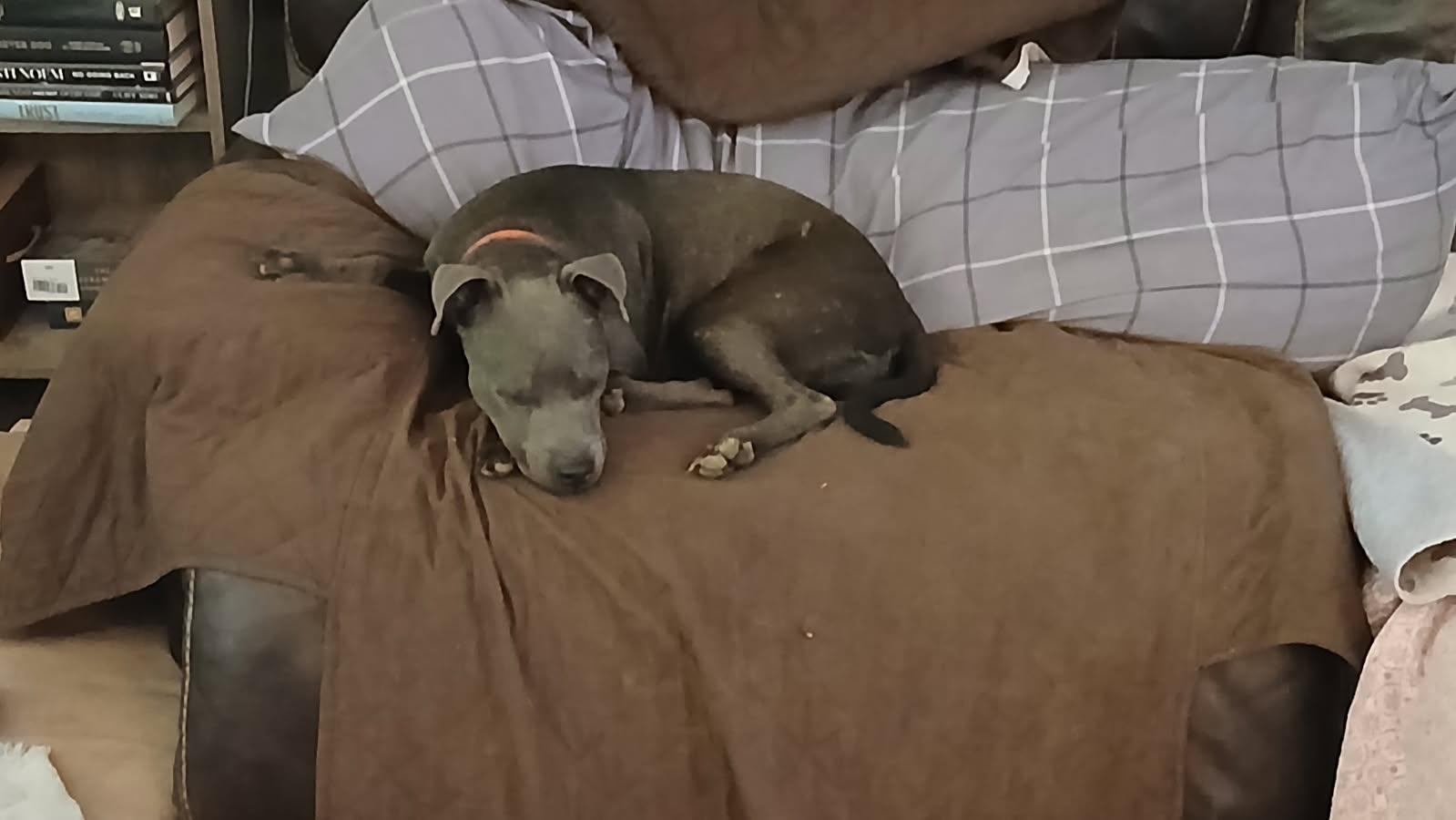 Dominique thumbnail 2