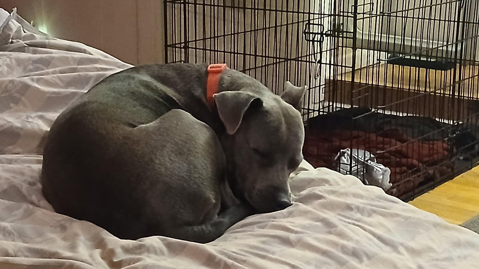 Dominique (Dresden #17), a Adoptable mixed breed in Mount Juliet, TN image 5/5